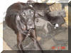 Great Dane Puppies , Great Danes for Sale , Great Dane Breeders